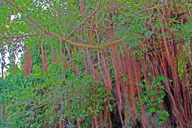 Ficus citrifolia Barbados